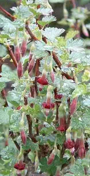 Description

Ribes roezlii, Sierra Gooseberry, tolerates full sun, part sun, full shade, seasonal flooding, and deer.