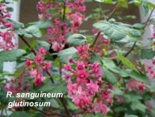 this gorgeous currant does great under oaks