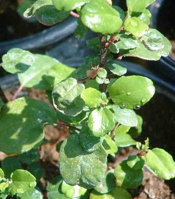 Evergreen Currant, Catalina Perfume, tolerates part sun, full shade, clay, and deer. The currant is heavily scented.