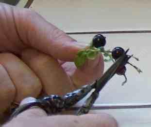 clip off the flowers from the black currant berries