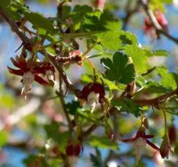 Hummingbirds like the Hillside Gooseberry.