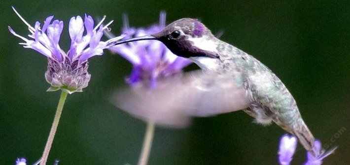 hummingbird on salvia clevelandii alpine cleveland sage