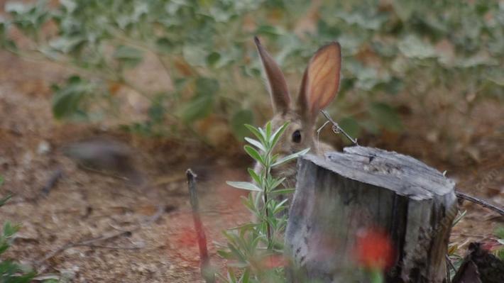 A Desert Cottontail, the gray blob is an Anna Hummingbird chasing a Carpenter Bee.