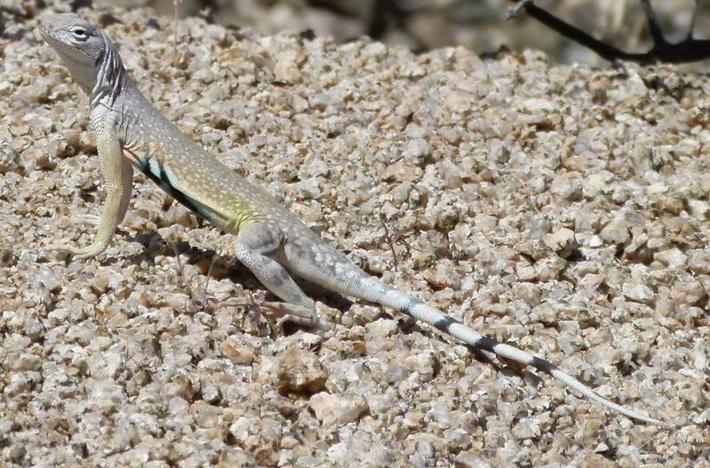 
Callisaurus draconoides rhodostictus - Western Zebra-tailed Lizard - grid24_24