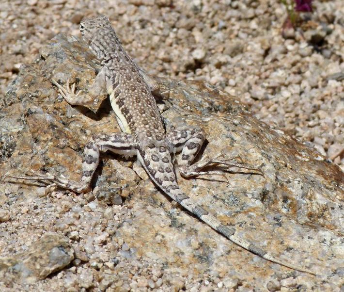 
Callisaurus draconoides rhodostictus - Western Zebra-tailed Lizard - grid24_24