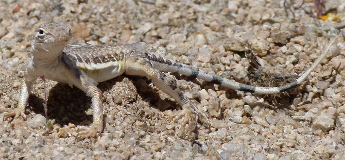 
Callisaurus draconoides rhodostictus - Western Zebra-tailed Lizard - grid24_24