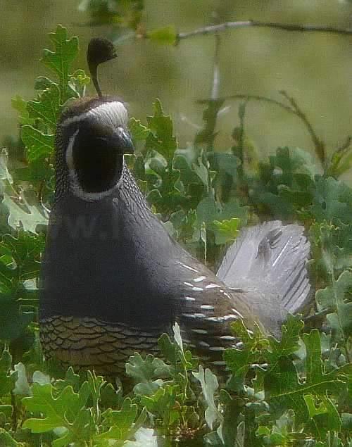 A male Callipepla californica, California Quail guarding the mother and babies below.