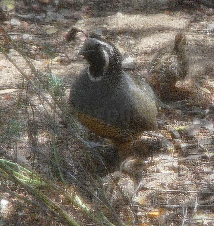 A mother Callipepla californica, California Quail and babies.