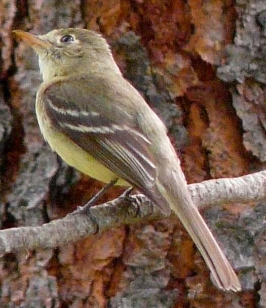 Pacific-slope flycatcher, Empidonax difficilis, with the orange bottom beak.