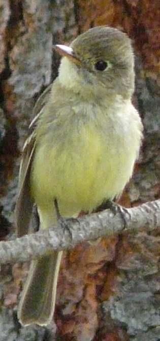 A male Pacific-slope flycatcher, Empidonax difficilis