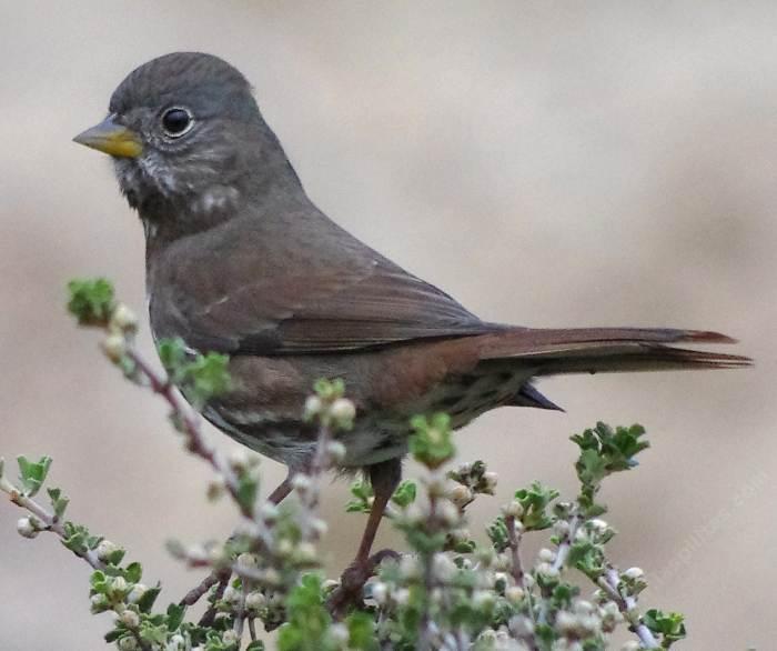 Fox Sparrow, Passerella iliaca eyeing photographer.