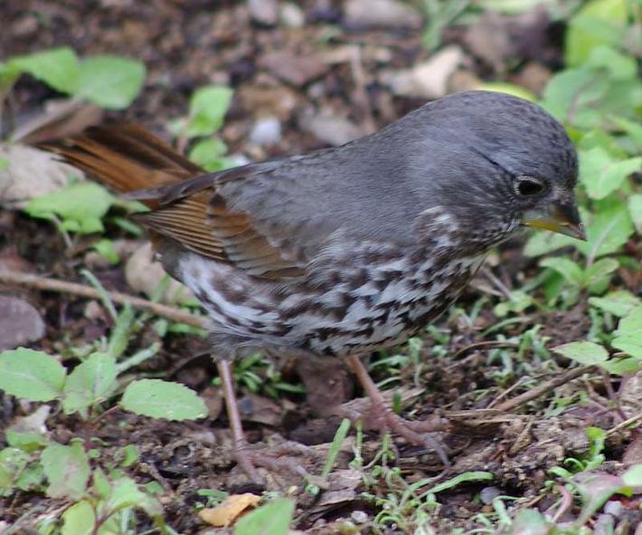 The Fox sparrow likes to hang out in the shade of native bushes and trees.