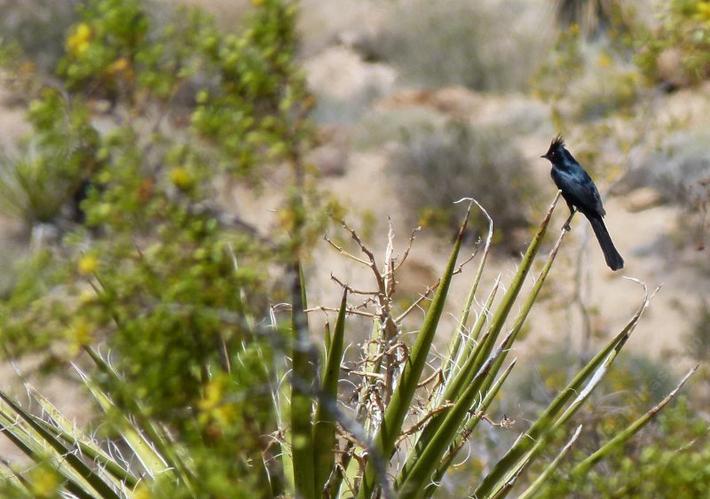 Phainopepla on a Yucca in Joshua Tree. - grid24_24