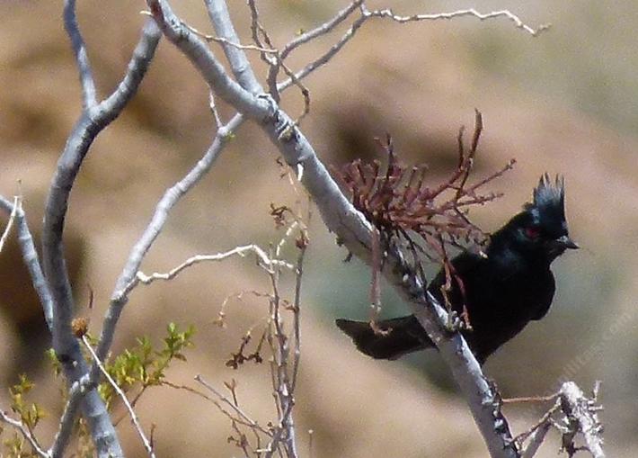 A Phainopepla checking for mistletoe berries - grid24_24