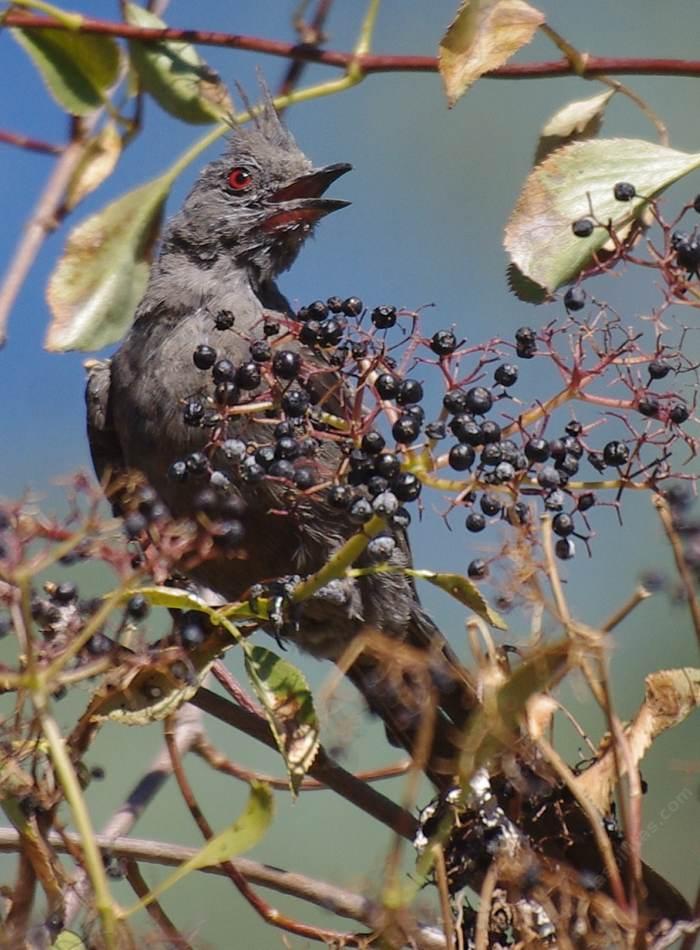 A female Phainopepla nitens eating Sambucus mexicana berries.