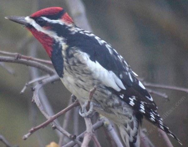 This picture of the Red-naped Sapsucker, Sphyrapicus nuchalis, was a little dirty window blurred but he was so close!
