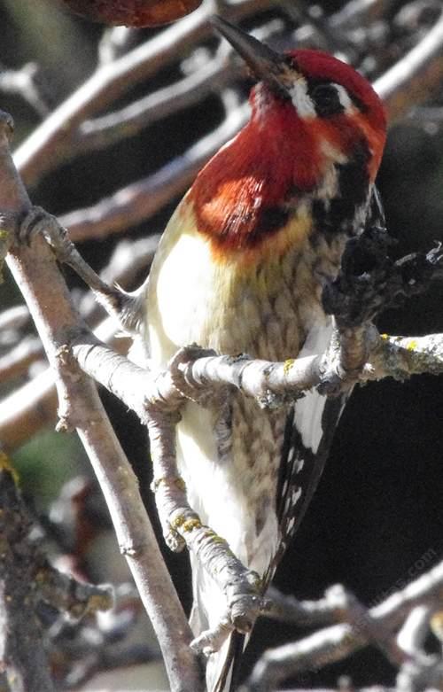 Red-napped sapsucker, full front