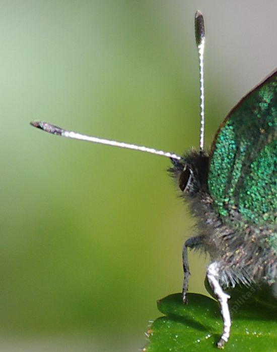 Bramble Green hairstreak.