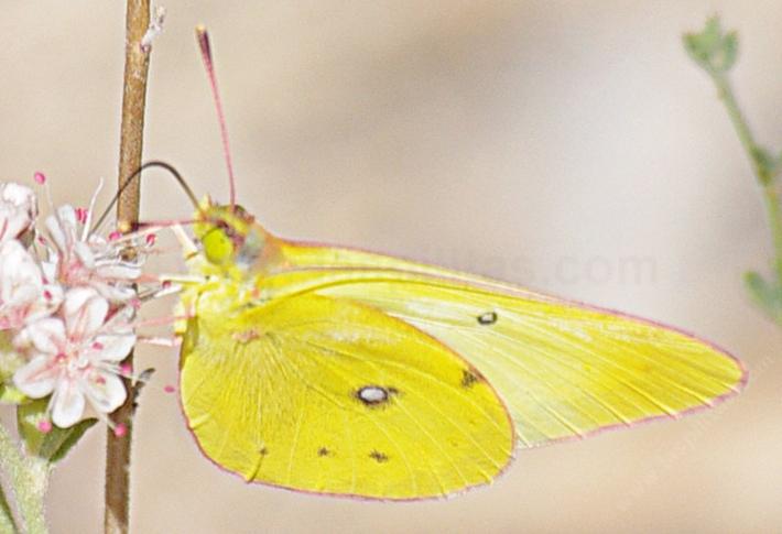 Colias harfordii, Harford's Sulphur on a California Buckwheat - grid24_12