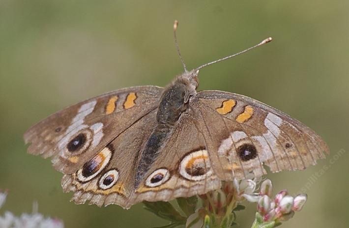 A Buckeye butterfly resting on a buckwheat. - grid24_24