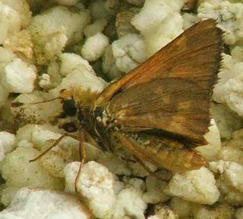 The woodland Skipper has a jagged black border
