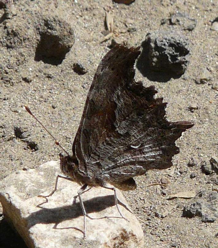 Side view of Hoary Comma, Polygonia graclis above Big Bear at about 7000 ft.