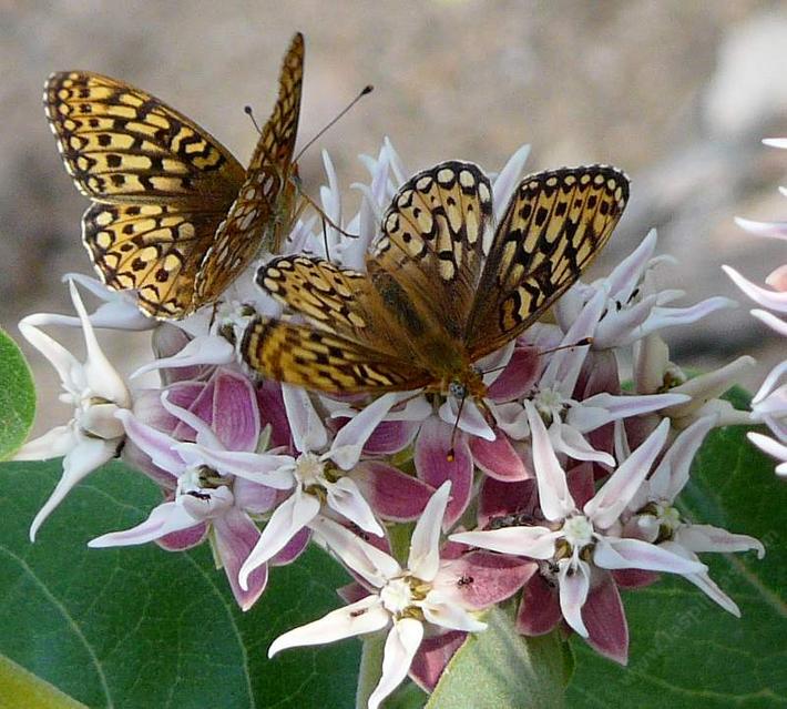 Speyeria callippe, Fritillary on Asclepias-specosa
