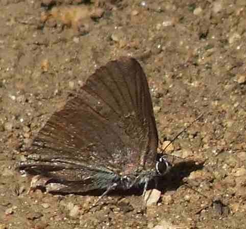 Satyrium tetra, Mountain Mahogany Hairstreak resting in sun.
