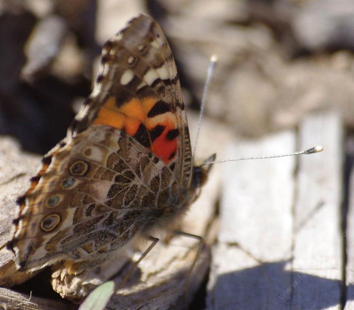 Vanessa cardui , Painted Lady in January probably just after  emerging. - grid24_24