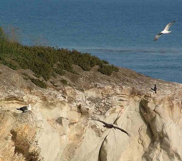 A coastal bluff by Shell Beach. Coastal Sage scrub plants.