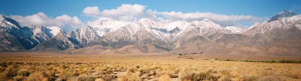 Sage brush community in Owens Valley, Valerie picture.
