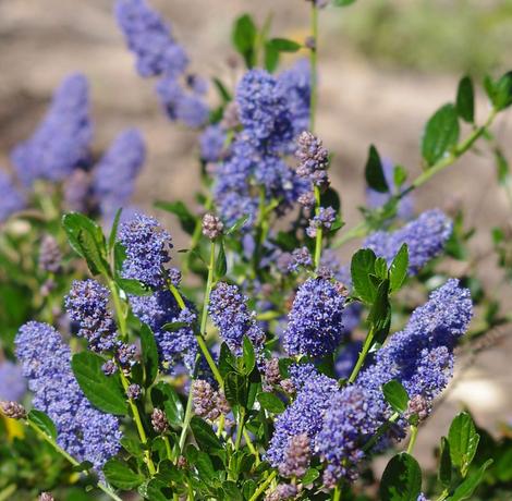 Ceanothus Skylark is really green with blue flowers and will grow throughout most of California. Skylark makes a nice little native hedge or border planting. - grid24_12