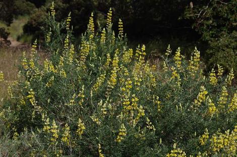 Yellow bush Lupine in San francisco - grid24_12
