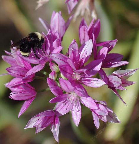 Allium unifolium (oneleaf onion) with Bumblebee - grid24_12