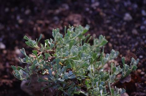 Black Sagebrush (Artemisia nova) is a very small little sage. They are making a  germacranolide out of it. - grid24_12