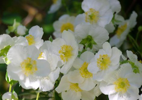 Bush Anemone,  Carpenteria californica is a nice clean bush that explodes into flower. Try this plant in a container or large pot if you have a deck or patio. - grid24_12