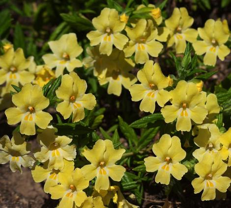 Diplacus longiflorus is sometimes called Mimulus aurantiacus, which is what they call almost all the monkey flowers. It's like everyone is Bob and Mary. - grid24_12