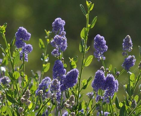 Ceanothus Skylark has fragrant blue flowers! - grid24_12