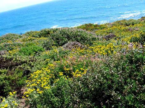 A planted coastal bluff. This was a native restoration  that had been a cow pasture. - grid24_12