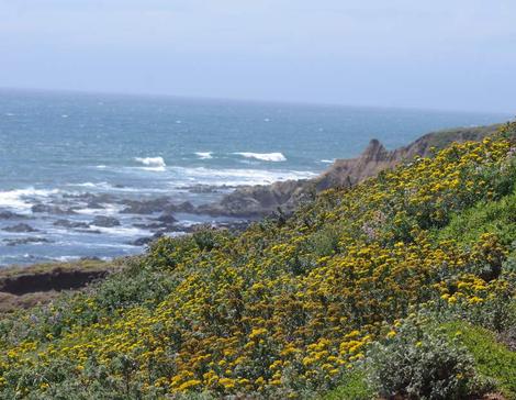 A unwatered coastal bluff in June. The Yellow is Eriophyllum staechadifolium artemisiaefolium. - grid24_12