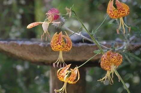 Even though these Humboldt Lilies were next to the bird bath, they we far enough away to be dry.
Lilium humboldtii bloomerianum, Humboldt Lily - grid24_12