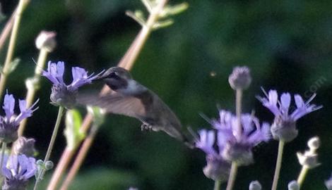 A shy Costa Hummingbird working the fragrant flowers of Salvia clevelandii Alpine. - grid24_12