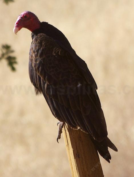 Turkey Vulture - grid24_12