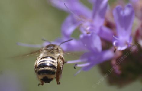 Melissodes-bee on a Salvia Alpine. - grid24_12