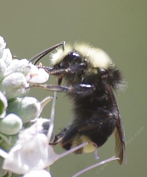 A Bumblebee (Bombus-vosnesenskii) on Salvia apiana, White Sage. - grid24_12