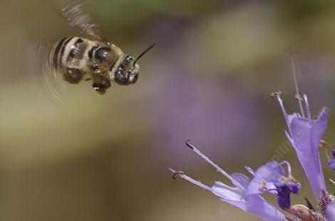 Long Horned Bee hovvering - grid24_12