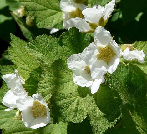 What a nice looking plant. nThimbleberry makes a mini-thicket where there is moisture and cool sun to part-shade. - grid24_12