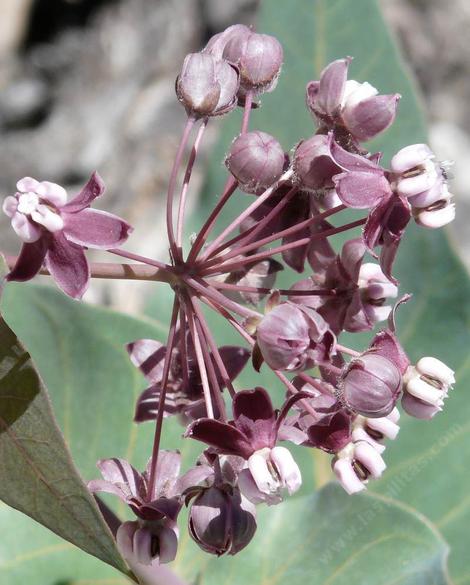 Asclepias cordifolius, Purple Milkweed, flower. - grid24_12