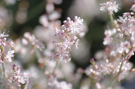 This Buckwheat always looks delightful in flower and nondescript when not.  - grid24_12
