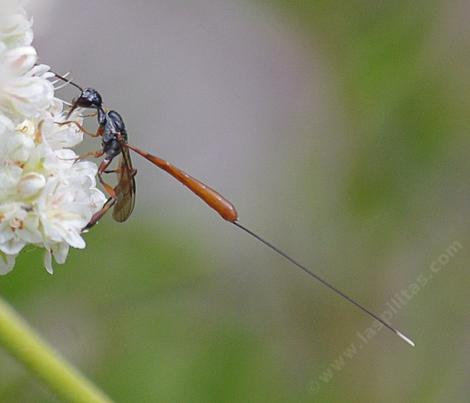 A female gasteruption wasp, prey on Mason Bees - grid24_12